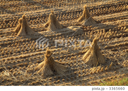 稲の収穫 稲の収穫 3365660