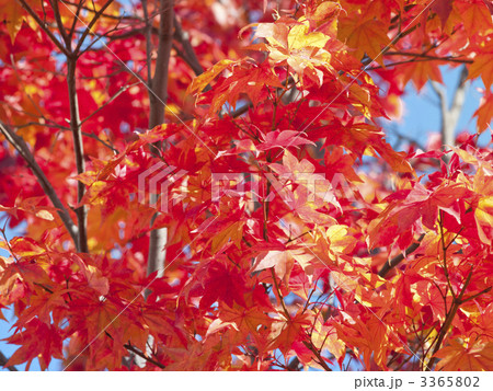紅葉（エゾオオモミジ） 3365802