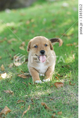 遊ぶ雑種の子犬 3365812