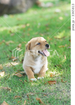 遊ぶ雑種の子犬 遊ぶ雑種の子犬 3365813
