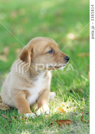 遊ぶ雑種の子犬 3365814
