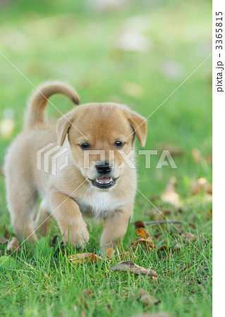遊ぶ雑種の子犬 遊ぶ雑種の子犬 3365815
