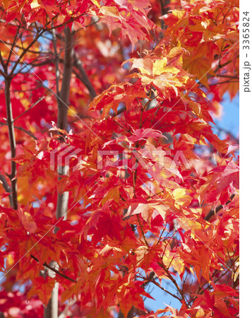 紅葉（エゾオオモミジ） 3365824