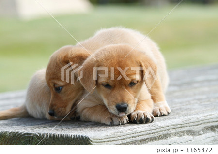 眠る雑種の子犬 眠る雑種の子犬 3365872