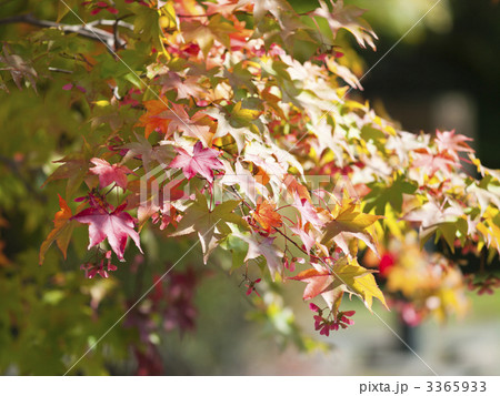 紅葉（エゾオオモミジ） 3365933