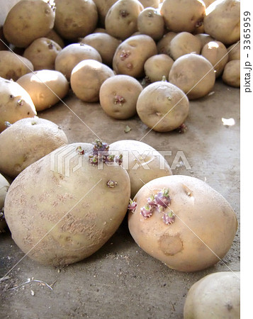 芽の出たキタアカリ２ 3365959