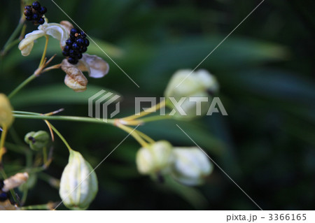 ヒオウギ 植物 実の写真素材