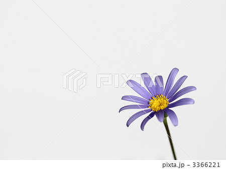 青いブルーデージーの花 青いブルーデージーの花 3366221