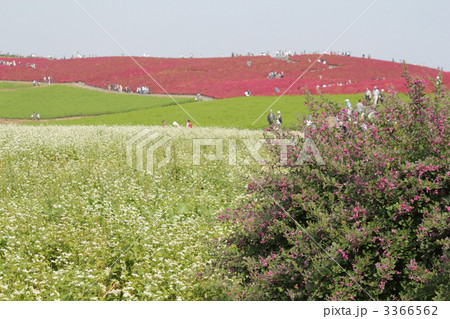 秋の公園 3366562