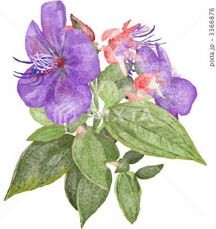 野ぼたん 野ぼたん 3366876