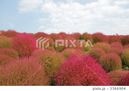 秋のみはらしの丘 3366904