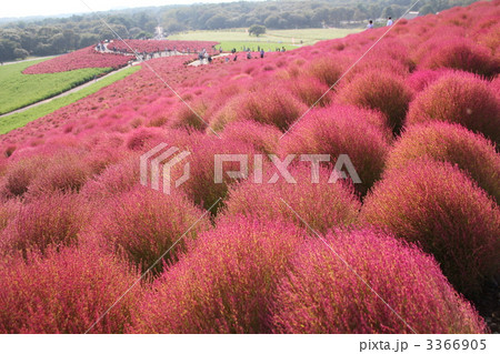 真っ赤なコキア 3366905