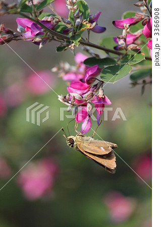セセリチョウとはぎの花 3366908