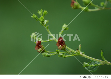 オオヒナノウスツボ オオヒナノウスツボ 3366935