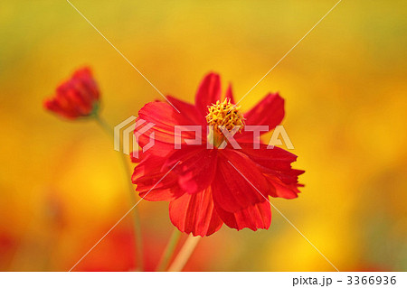 キバナコスモス 3366936