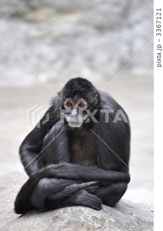 猿 3367121