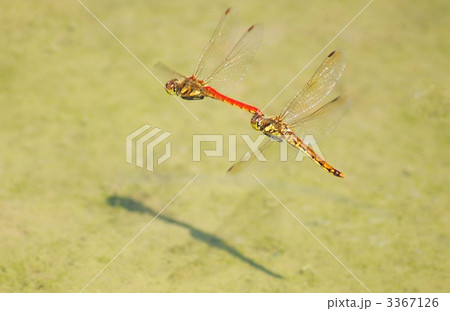 トンボ 3367126
