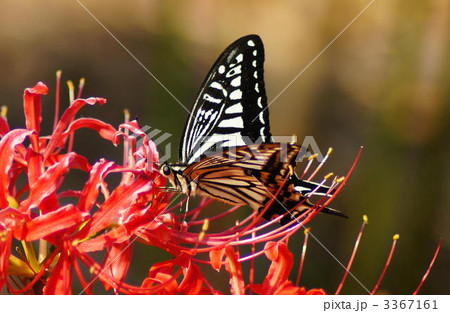 アゲハチョウ 3367161