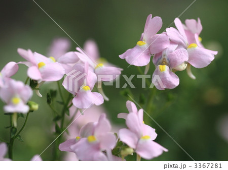 ネメシア・メロウ・ピンクラビット 3367281