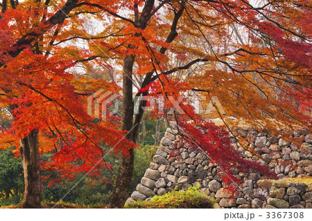 奈良高城城跡の紅葉 3367308