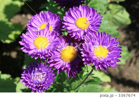 アスター 3367674