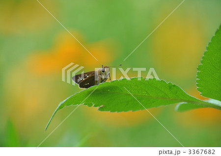 休息中のイチモンジセセリ 3367682