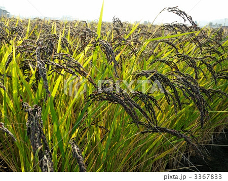 黒米(稲穂) 黒米(稲穂) 3367833