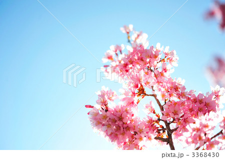 オカメザクラ 3368430