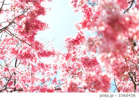 オカメザクラ 3368436