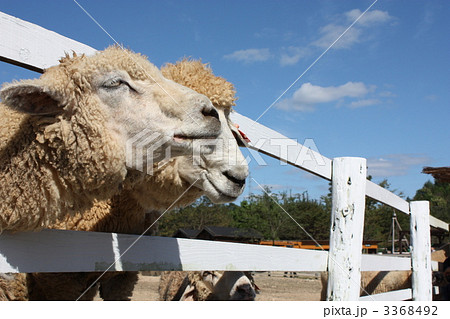 ドイツの森の羊。目がいってるッ!! ドイツの森の羊。目がいってるッ!! 3368492