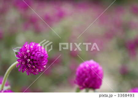 赤紫の丸い花はムラサキツメクサの写真素材