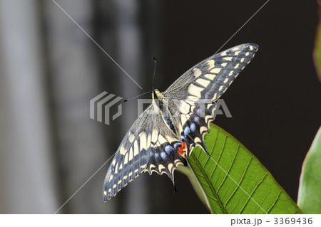 キアゲハ飛翔前 3369436