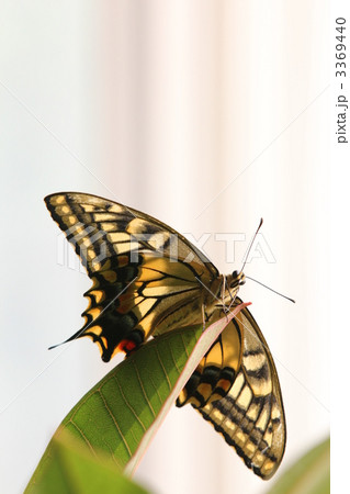 キアゲハ飛翔前 キアゲハ飛翔前 3369440