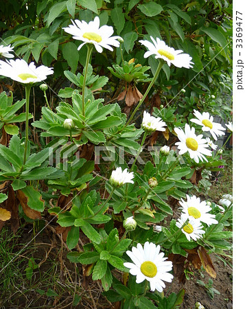 秋の花 浜菊 秋の花 浜菊 3369477