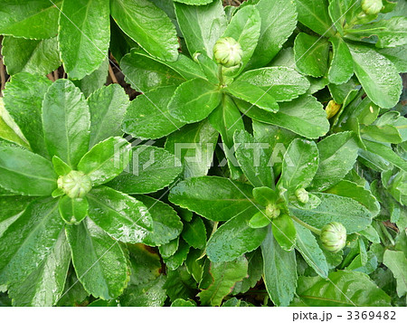 秋の花 浜菊の蕾と葉 秋の花 浜菊の蕾と葉 3369482