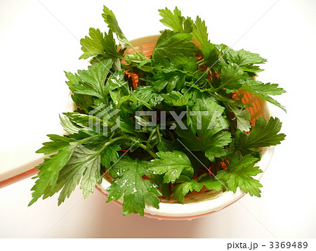 水洗いしたヨモギ 3369489