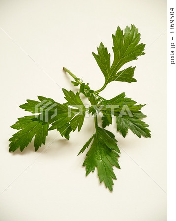 よもぎ よもぎ 3369504