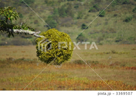 ヤドリギ ヤドリギ 3369507