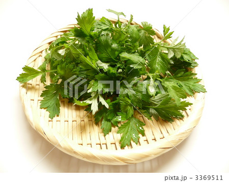 摘みたてのよもぎ 3369511