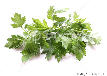 よもぎ よもぎ 3369554