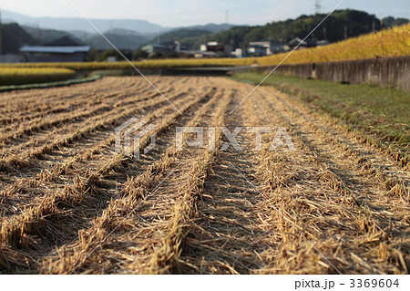 刈入れ後の風景 刈入れ後の風景 3369604