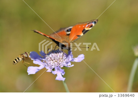 クジャクチョウの吸蜜 3369640