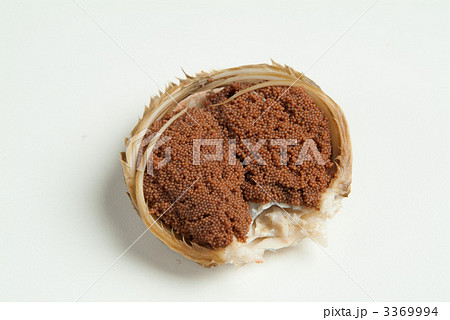 ズワイガニのメスの外子 3369994