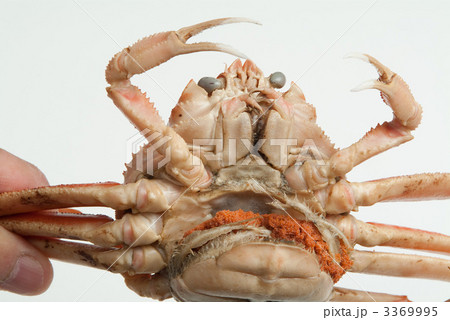 ズワイガニのメス ズワイガニのメス 3369995