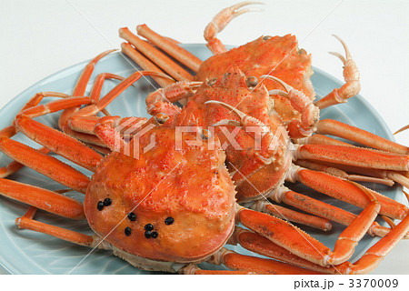 ズワイガニのメス 3370009