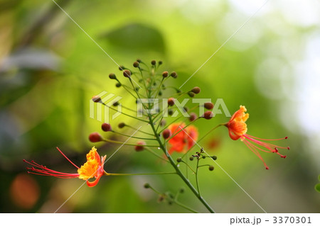 オウコチョウ 3370301