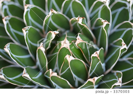 多肉植物 笹の雪 多肉植物 笹の雪 3370303