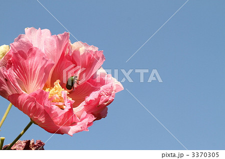 スイフヨウとカナブン 3370305