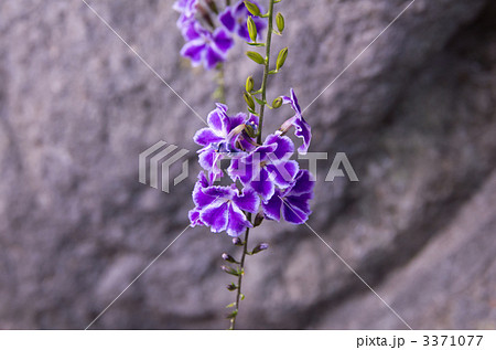 デュランタ 3371077