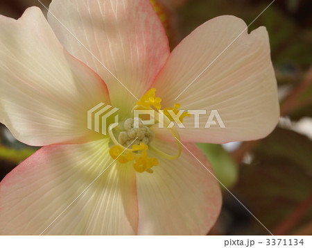 球根ベゴニアの花 3371134